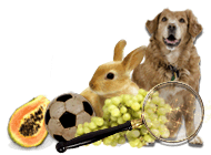 ���� ���� ��������� ��� ��������